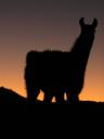 One last sunset llama!